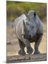 White Rhinoceros Etosha Np, Namibia January-Tony Heald-Mounted Photographic Print