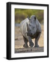 White Rhinoceros Etosha Np, Namibia January-Tony Heald-Framed Photographic Print