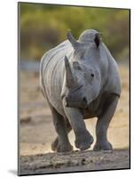 White Rhinoceros Etosha Np, Namibia January-Tony Heald-Mounted Photographic Print