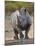 White Rhinoceros Etosha Np, Namibia January-Tony Heald-Mounted Photographic Print