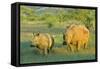 White Rhinoceros Female and Young in Savannah-null-Framed Stretched Canvas