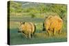 White Rhinoceros Female and Young in Savannah-null-Stretched Canvas