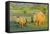 White Rhinoceros Female and Young in Savannah-null-Framed Stretched Canvas