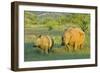 White Rhinoceros Female and Young in Savannah-null-Framed Photographic Print