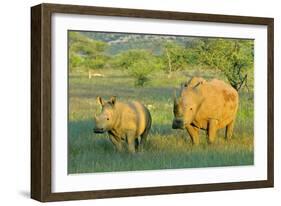 White Rhinoceros Female and Young in Savannah-null-Framed Photographic Print