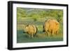 White Rhinoceros Female and Young in Savannah-null-Framed Photographic Print