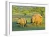 White Rhinoceros Female and Young in Savannah-null-Framed Photographic Print