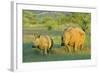 White Rhinoceros Female and Young in Savannah-null-Framed Photographic Print