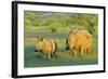 White Rhinoceros Female and Young in Savannah-null-Framed Photographic Print