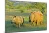White Rhinoceros Female and Young in Savannah-null-Mounted Photographic Print