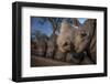 White rhinoceros five calves, orphaned from poaching, feeding from a trough, South Africa-Neil Aldridge-Framed Photographic Print
