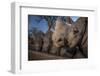 White rhinoceros five calves, orphaned from poaching, feeding from a trough, South Africa-Neil Aldridge-Framed Photographic Print