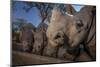 White rhinoceros five calves, orphaned from poaching, feeding from a trough, South Africa-Neil Aldridge-Mounted Photographic Print