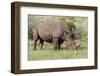 White rhinoceros grazing among foothills in the Masai Mara, Kenya, Africa.-Larry Richardson-Framed Photographic Print