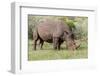 White rhinoceros grazing among foothills in the Masai Mara, Kenya, Africa.-Larry Richardson-Framed Photographic Print