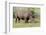 White rhinoceros grazing among foothills in the Masai Mara, Kenya, Africa.-Larry Richardson-Framed Photographic Print