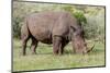 White rhinoceros grazing among foothills in the Masai Mara, Kenya, Africa.-Larry Richardson-Mounted Photographic Print