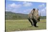 White Rhinoceros in Meadow-Paul Souders-Stretched Canvas