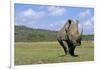 White Rhinoceros in Meadow-Paul Souders-Framed Photographic Print