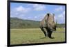 White Rhinoceros in Meadow-Paul Souders-Framed Photographic Print