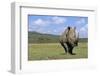 White Rhinoceros in Meadow-Paul Souders-Framed Photographic Print