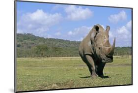 White Rhinoceros in Meadow-Paul Souders-Mounted Photographic Print