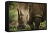 White Rhinoceros in Pilanesberg National Park-Jon Hicks-Framed Stretched Canvas