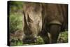 White Rhinoceros in Pilanesberg National Park-Jon Hicks-Stretched Canvas