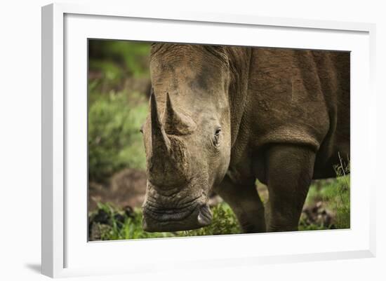 White Rhinoceros in Pilanesberg National Park-Jon Hicks-Framed Photographic Print