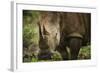 White Rhinoceros in Pilanesberg National Park-Jon Hicks-Framed Photographic Print