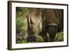 White Rhinoceros in Pilanesberg National Park-Jon Hicks-Framed Photographic Print