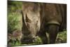 White Rhinoceros in Pilanesberg National Park-Jon Hicks-Mounted Photographic Print