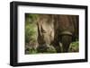 White Rhinoceros in Pilanesberg National Park-Jon Hicks-Framed Photographic Print