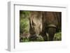 White Rhinoceros in Pilanesberg National Park-Jon Hicks-Framed Photographic Print