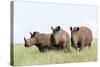 White Rhinoceros, Kenya-Martin Zwick-Stretched Canvas