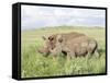 White Rhinoceros, Kenya-Martin Zwick-Framed Stretched Canvas