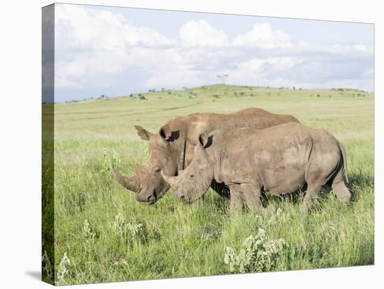 White Rhinoceros, Kenya-Martin Zwick-Stretched Canvas