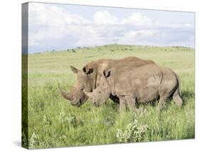 White Rhinoceros, Kenya-Martin Zwick-Stretched Canvas
