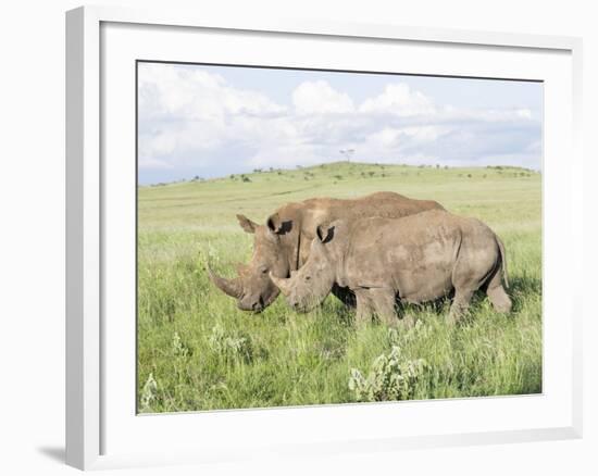 White Rhinoceros, Kenya-Martin Zwick-Framed Photographic Print