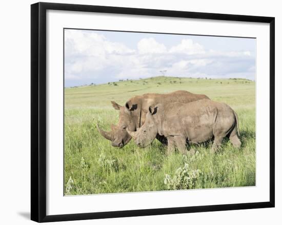 White Rhinoceros, Kenya-Martin Zwick-Framed Photographic Print