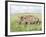 White Rhinoceros, Kenya-Martin Zwick-Framed Photographic Print