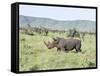 White Rhinoceros, Kenya-Martin Zwick-Framed Stretched Canvas