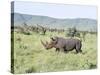 White Rhinoceros, Kenya-Martin Zwick-Stretched Canvas