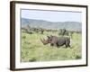 White Rhinoceros, Kenya-Martin Zwick-Framed Photographic Print