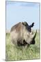 White Rhinoceros, Kenya-Martin Zwick-Mounted Photographic Print