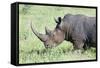 White Rhinoceros, Kenya-Martin Zwick-Framed Stretched Canvas