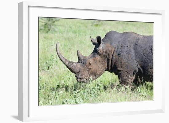 White Rhinoceros, Kenya-Martin Zwick-Framed Photographic Print