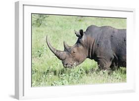 White Rhinoceros, Kenya-Martin Zwick-Framed Photographic Print