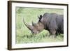 White Rhinoceros, Kenya-Martin Zwick-Framed Photographic Print