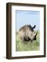 White Rhinoceros, Kenya-Martin Zwick-Framed Photographic Print